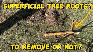 How to Remove Tree Roots in Lawn