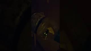 Never will I find this in Toronto #nature #insects #creepycrawler #firefly #jamaica #islandlife