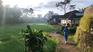 Suasana Pagi Hari Di Desa, Adem Ayem Tentram, Kicauan Burung & Kokok Ayam Nambah Betah Suasana