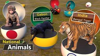 National Animals of All Countries | National Animal with Country Balls