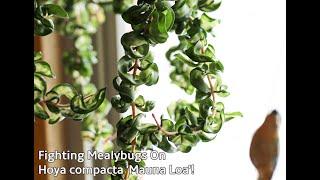 Treating Mealybugs on Hoyas - Help Me Save My Hoya 'Mauna Loa' or Inner Variegated Hoya Hindu Rope