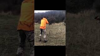 мои собаки спасли меня от дикого кабана #cinghiale #chasse #wildboar #охота #дикий кабан