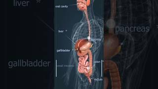 3D animation of digestive system#science #anatomy#3danimationmaker