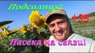  Подсолнух, жара +35 в тени! Пасека на связи! #ПЧЕЛОВОДСТВО5