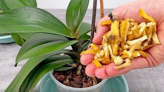 120​Don't Throw It Away! It Makes Orchids Grow Fast And Bloom Thousands Of Roots And Flowers!