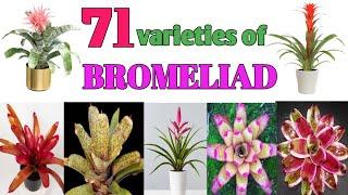 71 Bromeliad Plant Varieties/ Plant and Planting