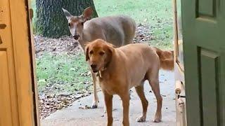 When your dog brings unexpected guests inside house 