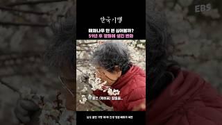 시인 같은 매화나무 정원의 주인#한국기행 #봄 #꽃 #꽃놀이 #매화 #매화정원 #매화나무 #광양 #주말나들이