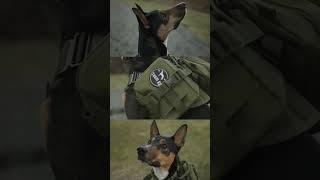 Team K9 Tactical No-Pull Dog Harness