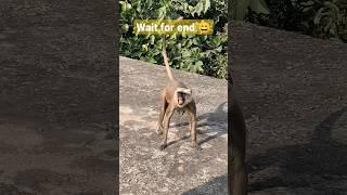 Angry monkey  | Monkey video | discovery channel | #shorts #monkey #viral