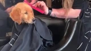 Golden retriever puppy cute video cutting hair