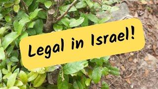 Why Is Khat (Gat) Legal In Israel?