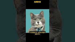 어미 고양이의 눈물! 아픈 새끼를 구하기 위한 감동 스토리