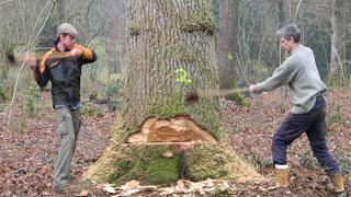 2 Idiots Cutting Tree Dangerous - Fastest Felling Big Spruce Skills - Cutting Down Tree Method