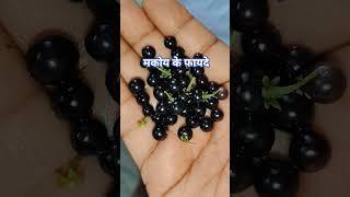 makoy / blackberry nightshade benefits # natural remedies #medicinal uses