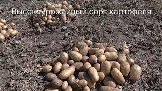 Высокоурожайный сорт картофеля для посадки в 2023 г