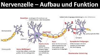 Nervenzelle / Neuron - Aufbau und Funktion [Biologie, Neurobiologie, Oberstufe,]