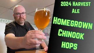 Brewing 2024 Harvest Ale with FRESH Homegrown Chinook Hops