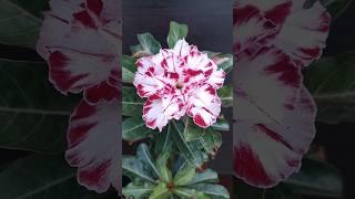 Адениум Black Amaryllis mut. Вирусные сорта очень эффектно цветут