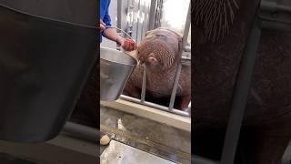 walrus kisss | #walrusrider #viral #shrts #trendingshorts