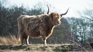 [PointFOOTAGE] Animals - Cattle cow highland longhorn autumn Scotland - FS - 6905144