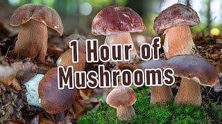 1 Hour of Mushroom Foraging - The Best of Boletus - Edulis, Reticulatus, Pinophilus - Funghi porcini