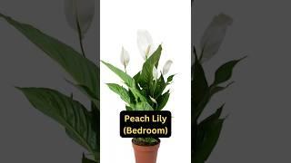 5 Lucky Vastu Plants‼️Bring prosperity & positivity in Your house. #vastu #ambience #plantsvastu