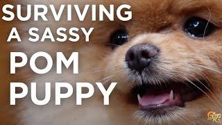 How to Survive a Sassy Pomeranian Puppy