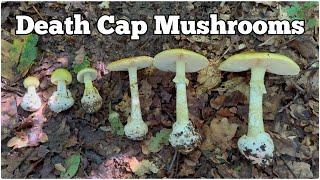 Death Cap Mushrooms (Amanita phalloides) | How to identify and avoid this deadly poisonous fungi