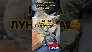 А КАК ЗАВУТ ВАШЕГО ЖДУНА? #кошки #кошка #британка #луна #britishshorthair #catslover #adorable #2025