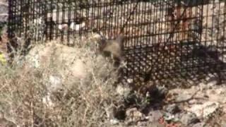 9 Lives Lanzarote - Cat Charity trapping feral cats