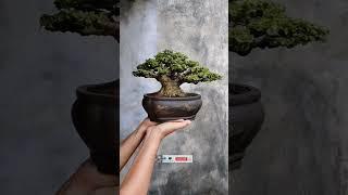 BONSAI SANCANG THE MAX #bonsai #bonsaitr #bonsaisancang #themax30cm #shorts #shortvideo #viralvideo