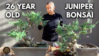 Everything to Know About Making Juniper Bonsai: Wiring, Forming Bonsai Pads, & Creating the Apex