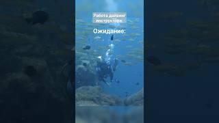 Работа дайвинг инструктором. Ожидание и реальность #дайвинг #таиланд #tiktok