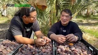 1st PINOY na may DATES FARM sa U.S. - JOMAR HIZON ng PAMPANGA'S BEST!