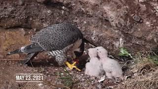 40 feedings (peregrine falcon development in the wild)