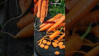 Морковь: История и польза! #здоровье #питание
