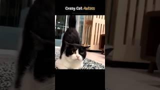 Crazy Cat Antics