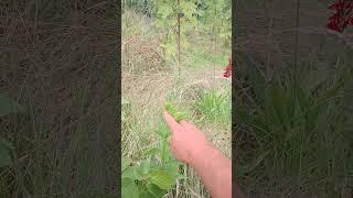 Hazelnut & Native Flower Pathway thrpugh the Food Forest. #permaculture #homestead