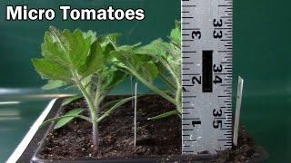 Comparing Micro Tom and Orange Hat Micro Tomatoes - Flower Buds at 3"