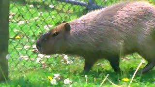 Two capybaras still loose in High Park, search continues