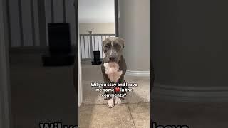  will you stay? #pitbull #puppy #shorts #puppies