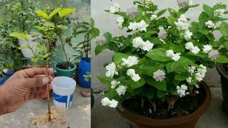 How To Grow Mogra Jasmine Plant From cutting | Mogra|Jasmine