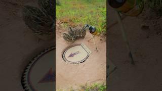 Create Simple Quick Quail Trap Using Paper #shortvideo #shorts #animals