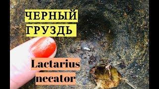 ГРУЗДЬ ЧЕРНЫЙ: как выглядит и как узнать Lactarius necator