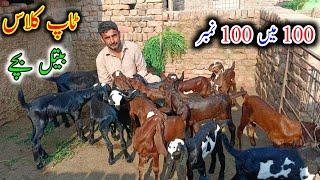 Cute Baby Goats || Goat Kids || Baby Goats|| Bkri KY Bchy