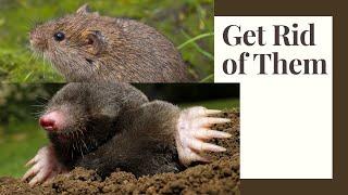 Moles and Voles: Prevent Them In The Garden Humane Solutions