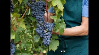 How to Grow Grapes at Home: A Complete Guide for Beginners