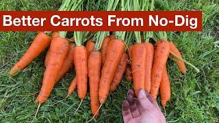 Better Carrots From No-Dig