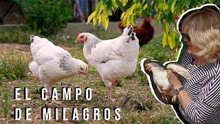 El Campo de la Tía Milagros-  Consejos y Cuidados para las gallinas, el huerto y los árboles.